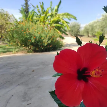 Lejlighed La Casa Del Gelsomino Tra Noto E Mare